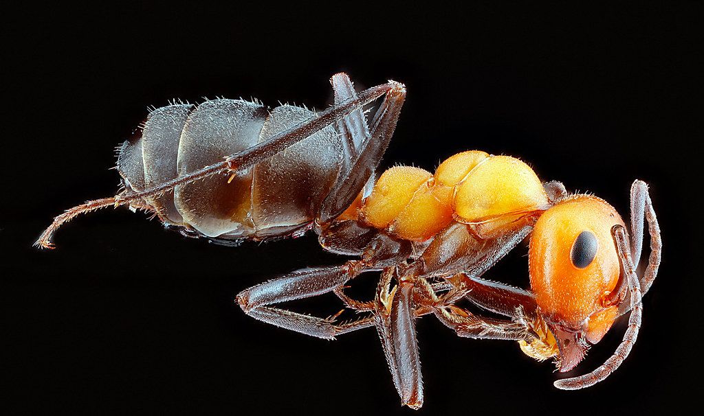 Ant Control service in Ocala, FL