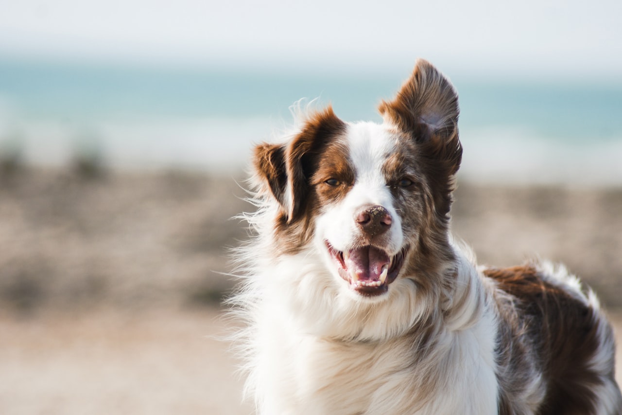 Flea & Tick Control service in Ocala, FL