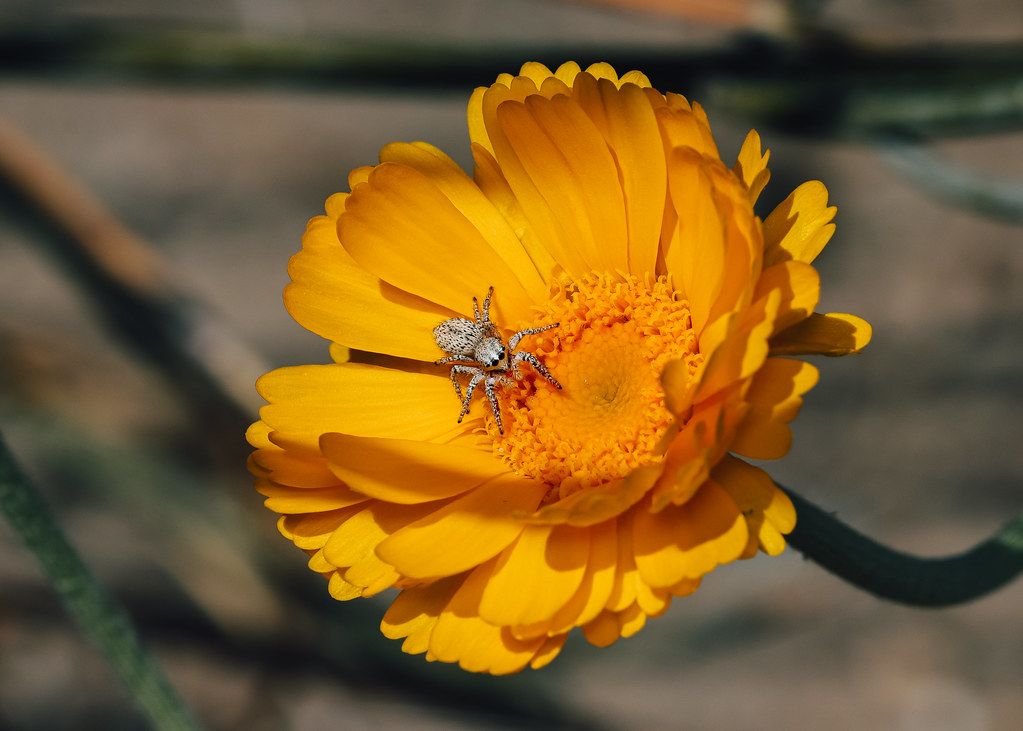 Spider Control service in Ocala, FL